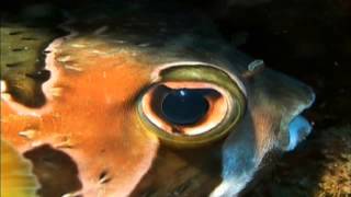 What Darwin Never Knew pt 2/2
