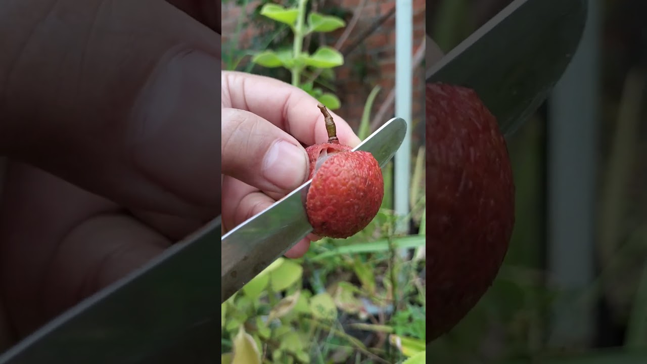 Watch and Relax Beautiful Fruit Cutting 