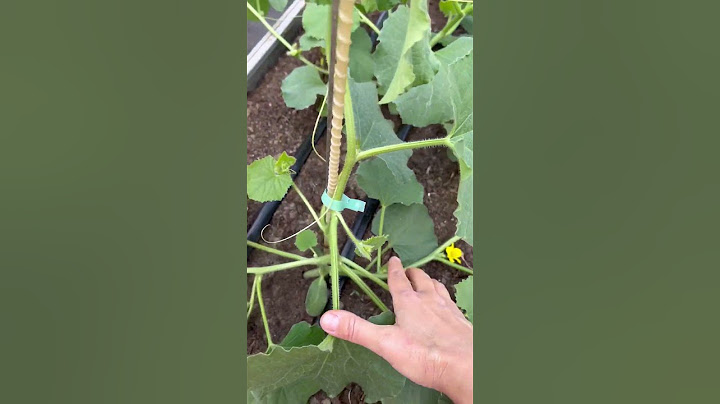 🍈 Формируем дыни, чтобы получить максимально созревшие, сладкие, сочные плоды! #SemenaPartnerShorts