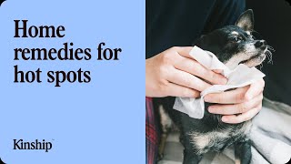 Best At-Home Remedies for Dog Hot Spots