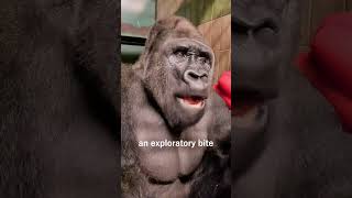Gorilla Hilariously Eats Mive Chili Pepper Pod Apes Y Snack