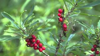 For Video Editing Free Footage Flowers 097