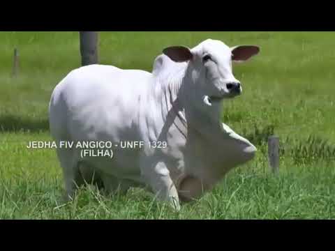 Lote 25 - ASPIRAÇÃO