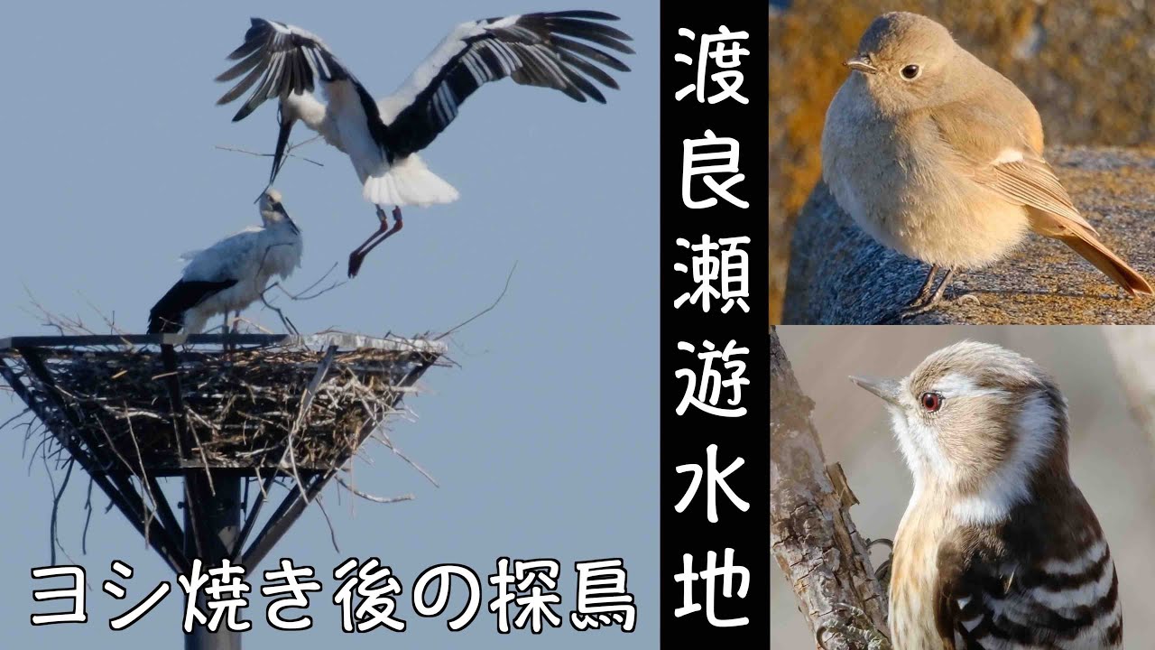 3月10日 渡良瀬遊水地探鳥 コウノトリがペアーで巣材を 可愛いジョビ子さんも居たよ