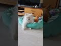 서울이 기절하다#강아지#서울이 #자닏ㆍ
