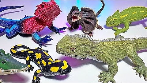 Bé Học Tiếng Anh Con Vật Lưỡng Cư Bò Sát | Python, Iguana, Monitor lizard, Gecko |  Reptiles Name