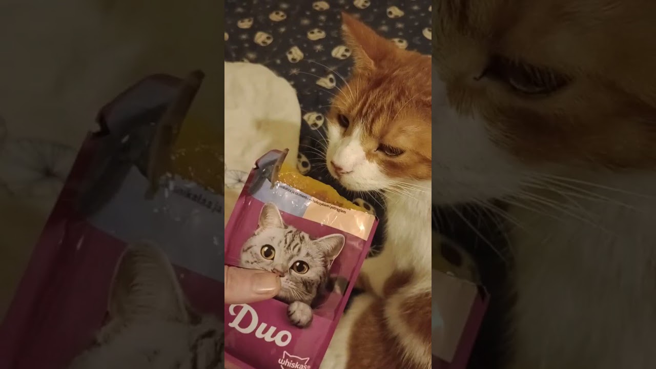 Feeding time at the zoo! Thebe says hello, Beany steals food, Trilby does up #catsdoingtricks #cats 