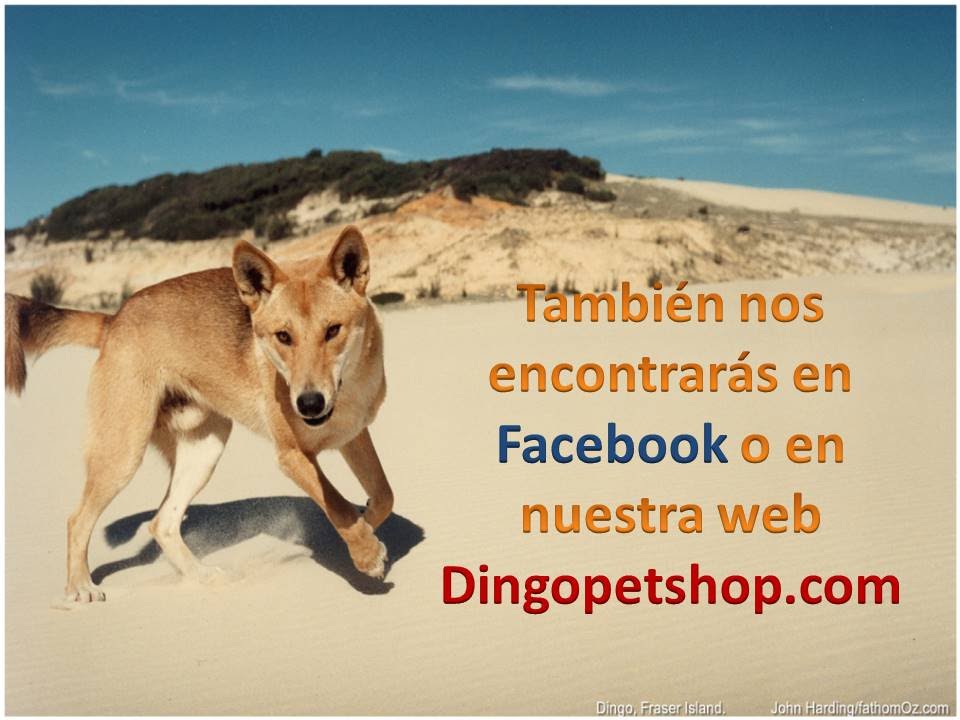 inaguraci-n-nueva-tienda-dingo-pet-shop-en-adeje-youtube