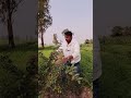 नींबू की खेती के बारे में पूरी जानकारी Lemon 🍋 kumbhkart plant's plantation call me 🤙🏻 9236914147