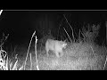 Mountain Lion Activity   May 2022