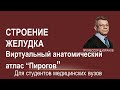 Cтроение желудка и кишечника (компьютерная томография). Интерактивный анатомический атлас "Пирогов"