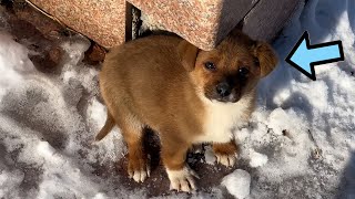 小狗被主人遺棄在雪地中，年輕人看窗外雪景時發現了這只小狗，Puppy abandoned by owner in snow and rescued by man #rescuedog