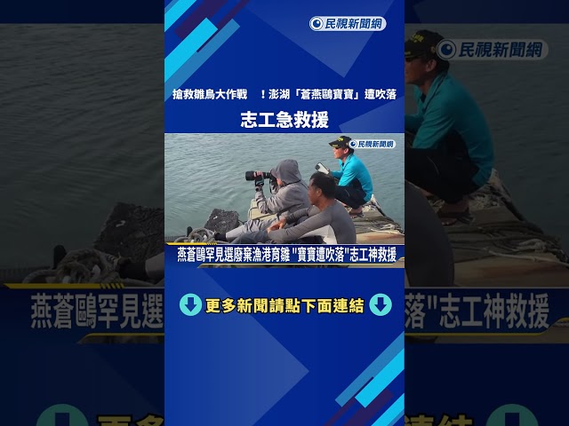 搶救雛鳥大作戰! 澎湖"蒼燕鷗寶寶"遭吹落 志工急救援－民視新聞