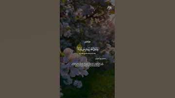 🏞️ آية من سورة القصص | تلاوة هادئة وخاشعة | طارق محمد