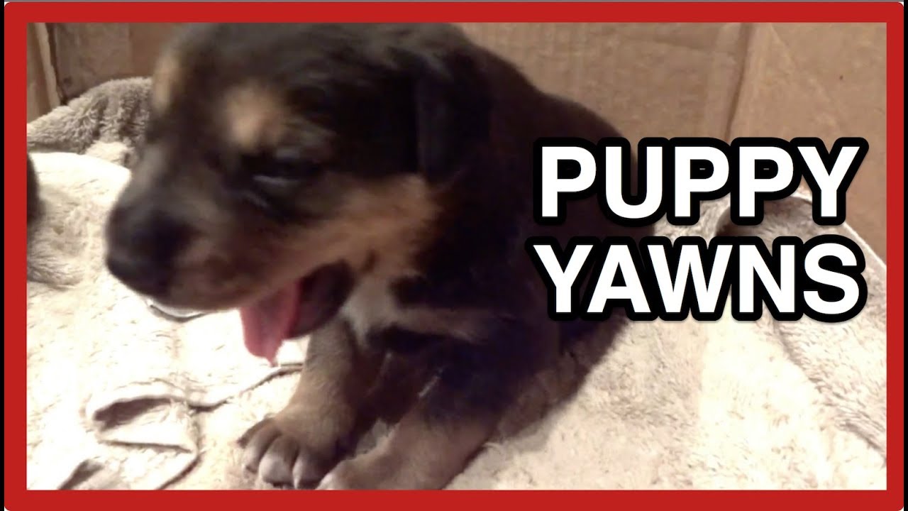 NEWBORN PUPPIES YAWNING, SNEEZING and NAPPING sweet dog sounds YouTube