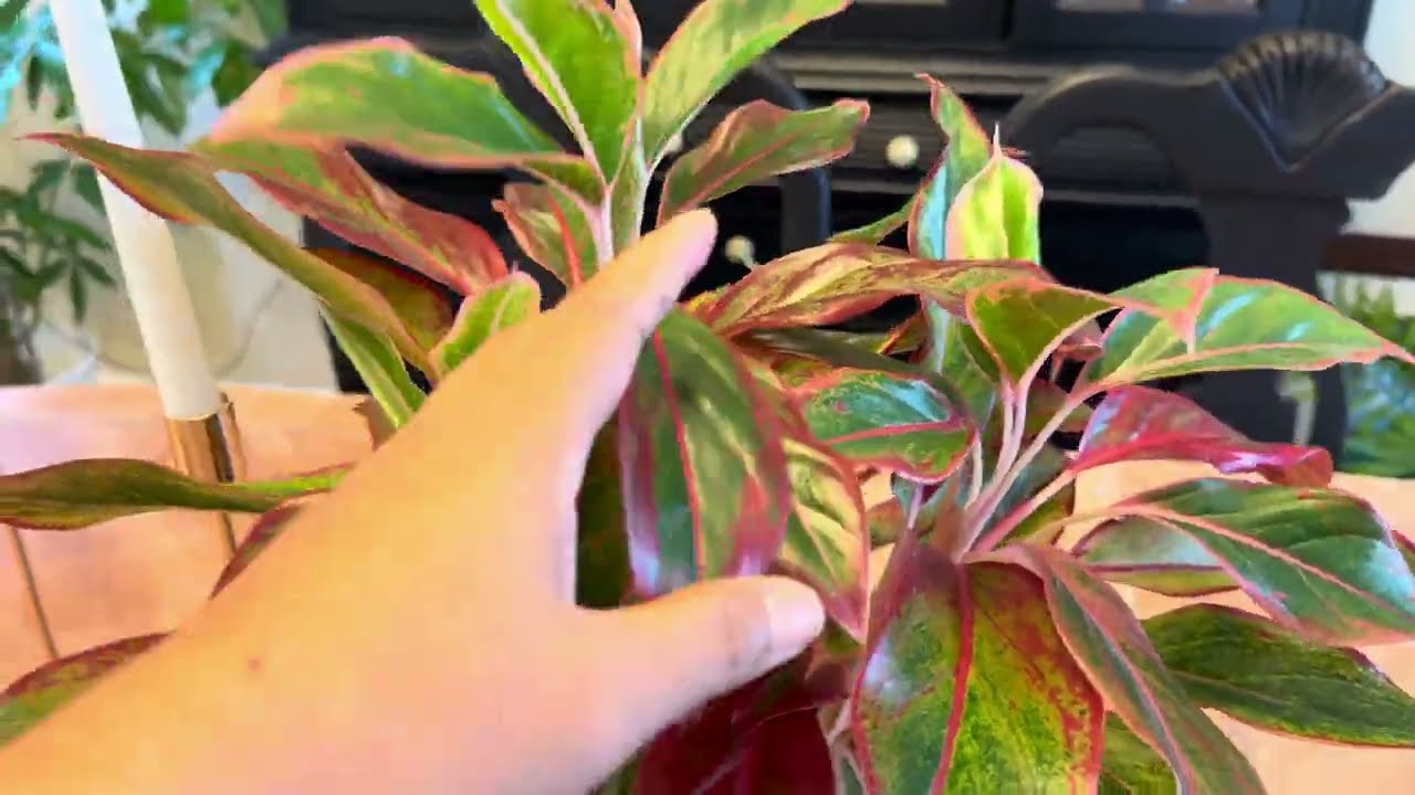 ASMR | Relaxing House Plants Tour, With Whispering 😆🌱 Hope You Like It!