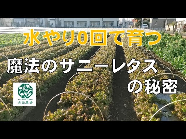 市民農園からはじまり 自宅に畑を作るまでどハマり 野菜作り10年のまとめ 無限に遊べる趣味か 菜園の時間 Litetube 市民農園からはじまり 自宅に畑を作るまでどハマり 野菜作り10年のまとめ 無限に遊べる趣味か 菜園の時間 Litetube