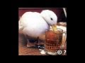 Miniature de la vidéo de la chanson Le Petit Canard