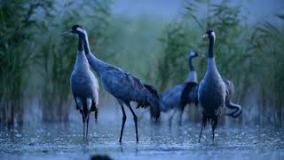 Żurawie O Świcie