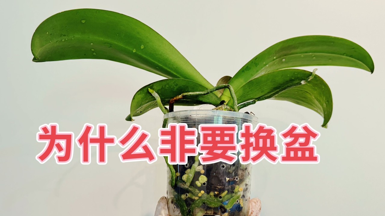 【24063】蝴蝶兰，为什么非要换盆，我这么换盆，边换盆边说了八个原因【静姐说花】有字幕