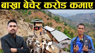 डाँडोमा बाख्रा पालेर करोड कमाएका भिमको कथा -Goat husbandry in the hill side  | Rural life
