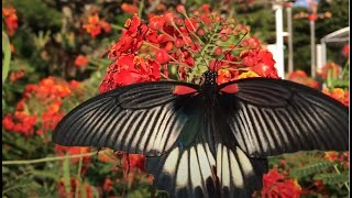熱帯植物と蝶のコラボレーションは美しい！