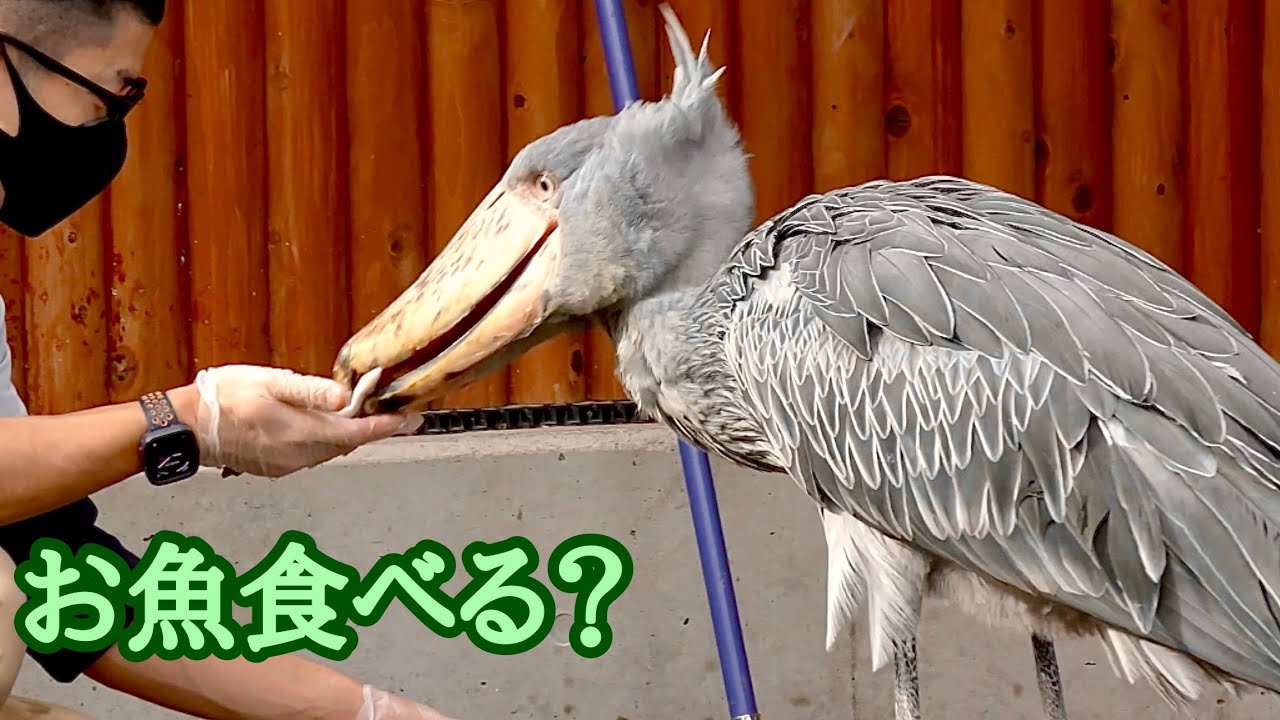 ハシビロコウ ふたばちゃん お魚食べています【掛川花鳥園】Shoebill