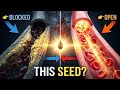 Low Energy? High BP? This Tiny Seed Fixes Blood Flow Naturally