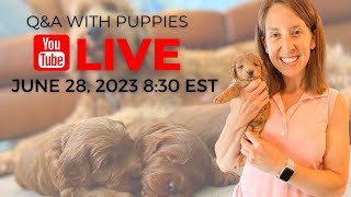 Playtime for 7 week old Goldendoodle Puppies  Live Q&A