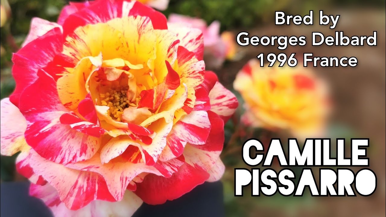 CAMILLE PISSARRO ROSE plant by Georges DELBARD 1996 France