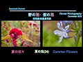 【花写真】花風景写真 夏の花24 夏の花々 #88