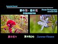 【花写真】花風景写真 夏の花24 夏の花々 #88