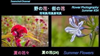 【花写真】花風景写真 夏の花24 夏の花々 #88