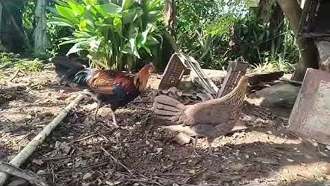 pure red jungle fowl gallus gallus qaib qus wild chicken🐓