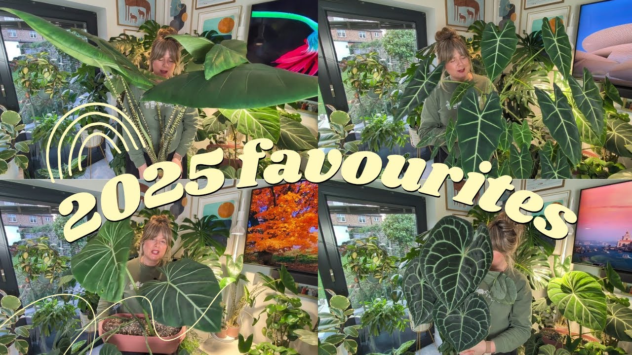 Топ-10 комнатных растений 2025 года⭐🌿Алоказия, антуриум, филодендрон и другие...