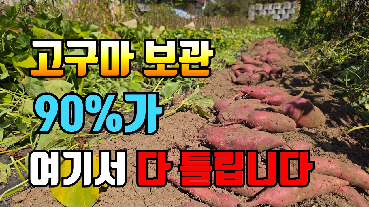 1년 지난 고구마가 아직 살아있다? 보관 비법 공개