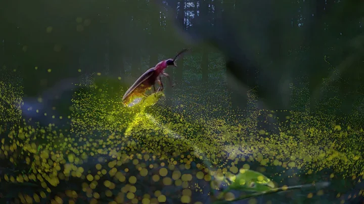 #sound #backgroundmusic #naturesound Fireflies Sound Effects