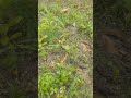 dryfruit #plants #shortvideo #shortsviral #shortsfeed #agriculturefarming #agriculture #shortsviral