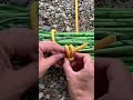Evenly distributed knotting method for bundling firewood