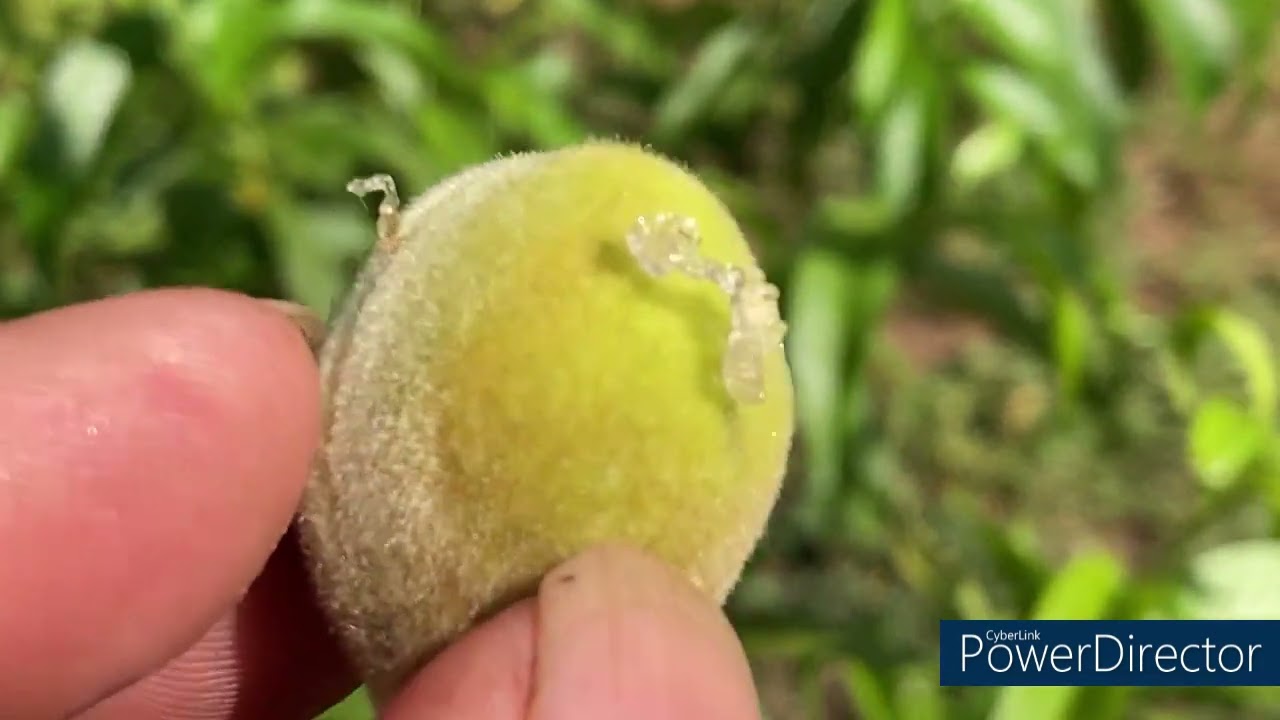 Thinning My Fruit Tree