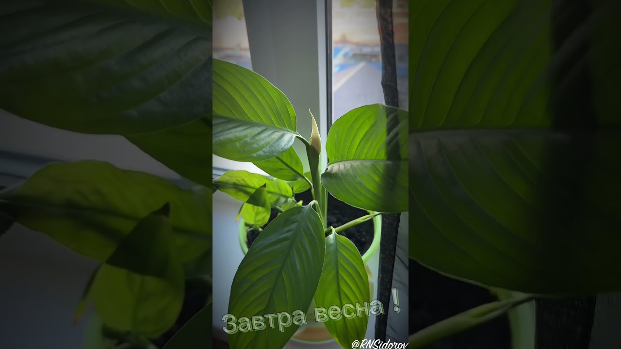 изготовление видео для вас 