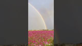 Flowers in a Rainbow: Discover the Vibrant Colors of Nature