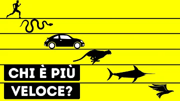 Che velocità può raggiungere il ghepardo?