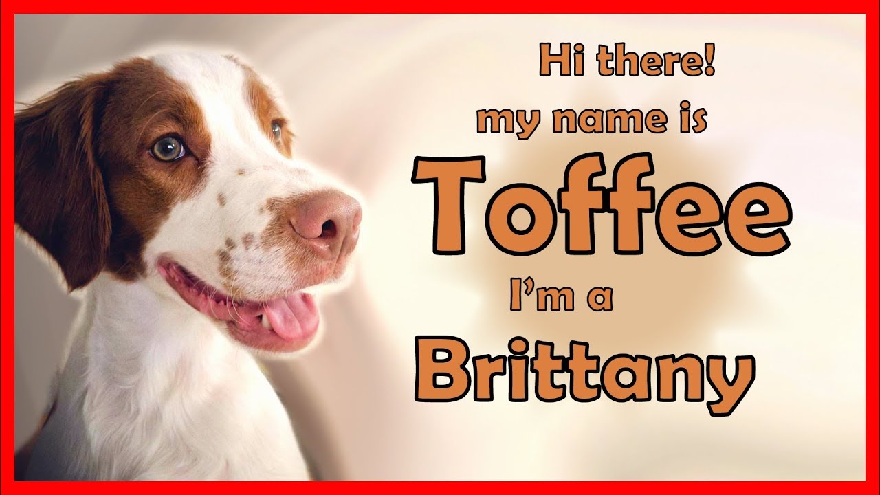 Meet my puppy Toffee 10 traits of a Brittany Spaniel Dog tips for