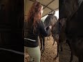 #spanishhorse #caballos #funny#sports #funny #equestrian #equine #equity #horses #international #me