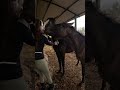 #spanishhorse #caballos #funny#sports #funny #equestrian #equine #equity #horses #international #me