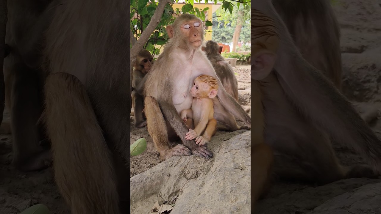 cute baby drinking mother milk 🍼🐵