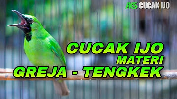 PANCINGAN CUCAK IJO MATERI GREJA TARUNG - TENGKEK UDANG COCOK UNTUK DONGKRAK EMOSI IJO DEWASA