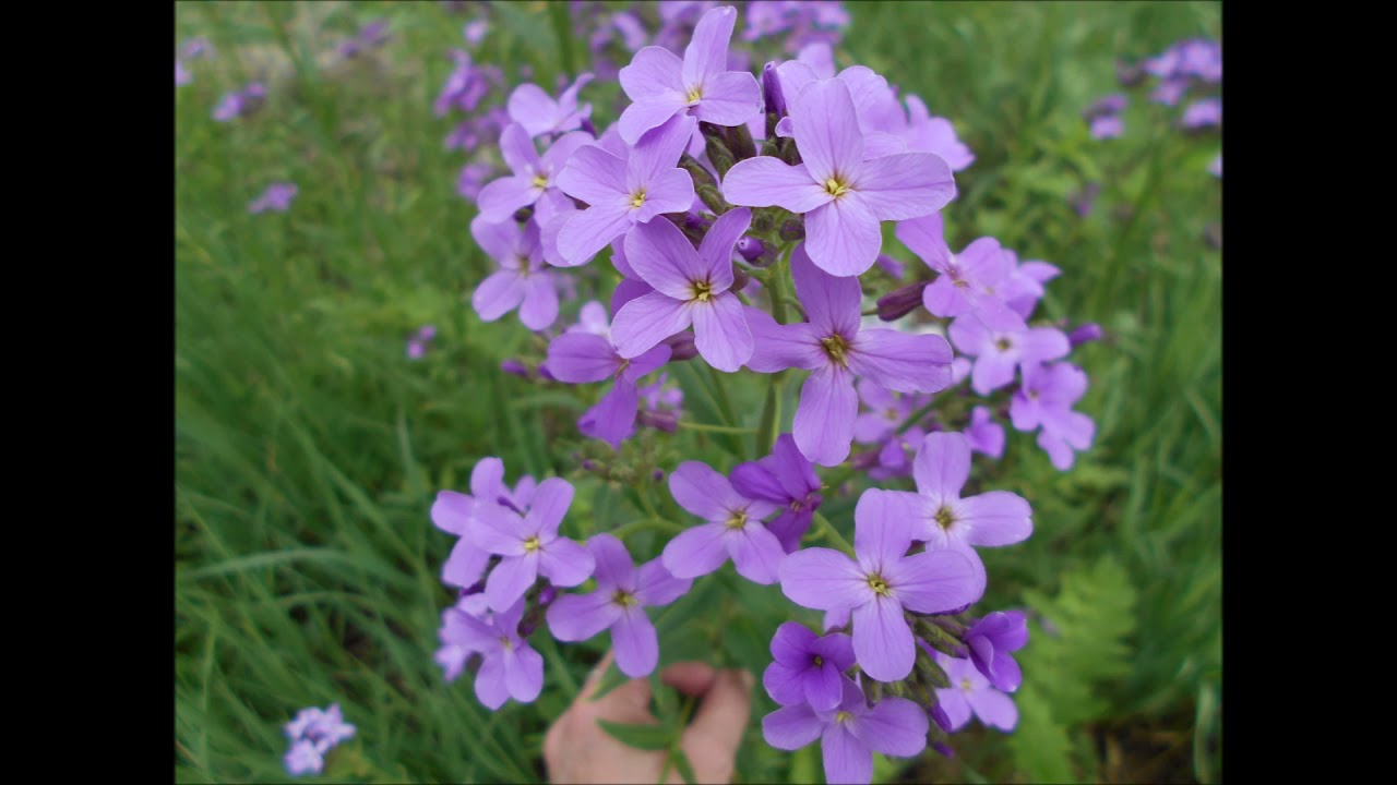 Good Afternoon   Dames Rocket  May 2021