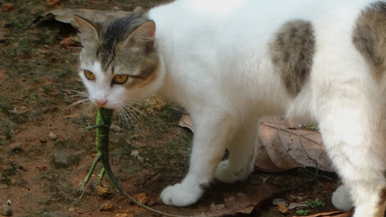 cat cute playing and catching with green chameleon YouTube